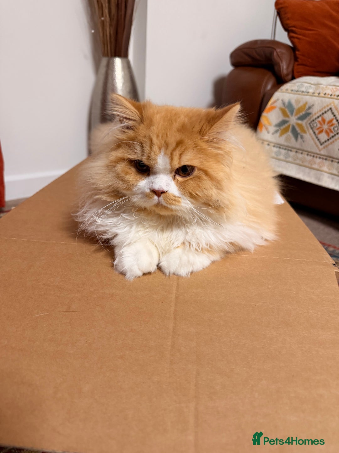 Brazilian Shorthair cats for sale: Beautiful Pedigree British Longhair Kitten - Advert 2