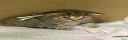 Norwegian Forest Cat cats for sale: 3 stunning half Norwegian kittens left - Advert 37