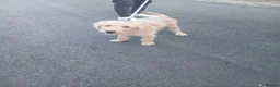 Labradoodle dogs for sale: Labradoole  - Advert 6