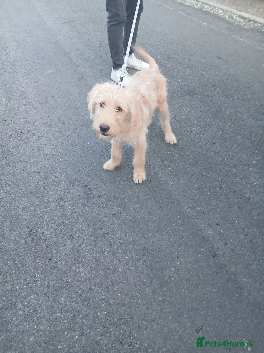 Labradoodle dogs for sale: Labradoole  - Advert 6