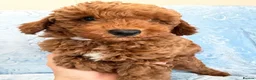 Toy Poodle dogs for sale: Beautiful health tested toy poodles  - Advert 36