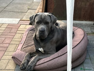 Cane Corso dogs for sale in London - Advert 1