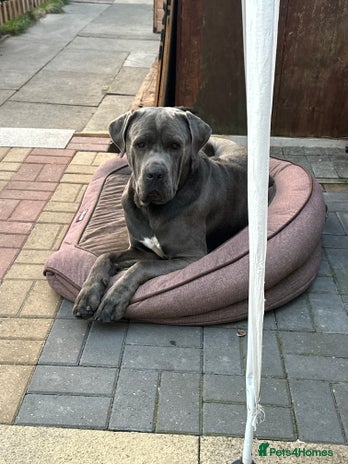 Cane Corso dogs in London - Advert 1