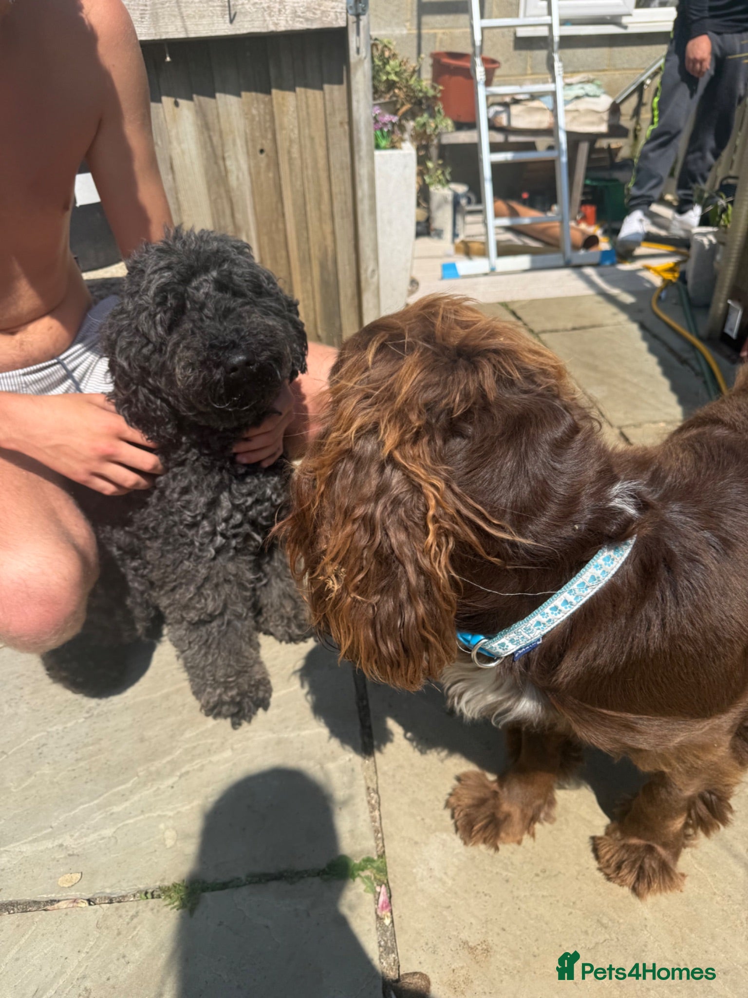 Cockapoo dogs F1 cockerpoo - Advert 1