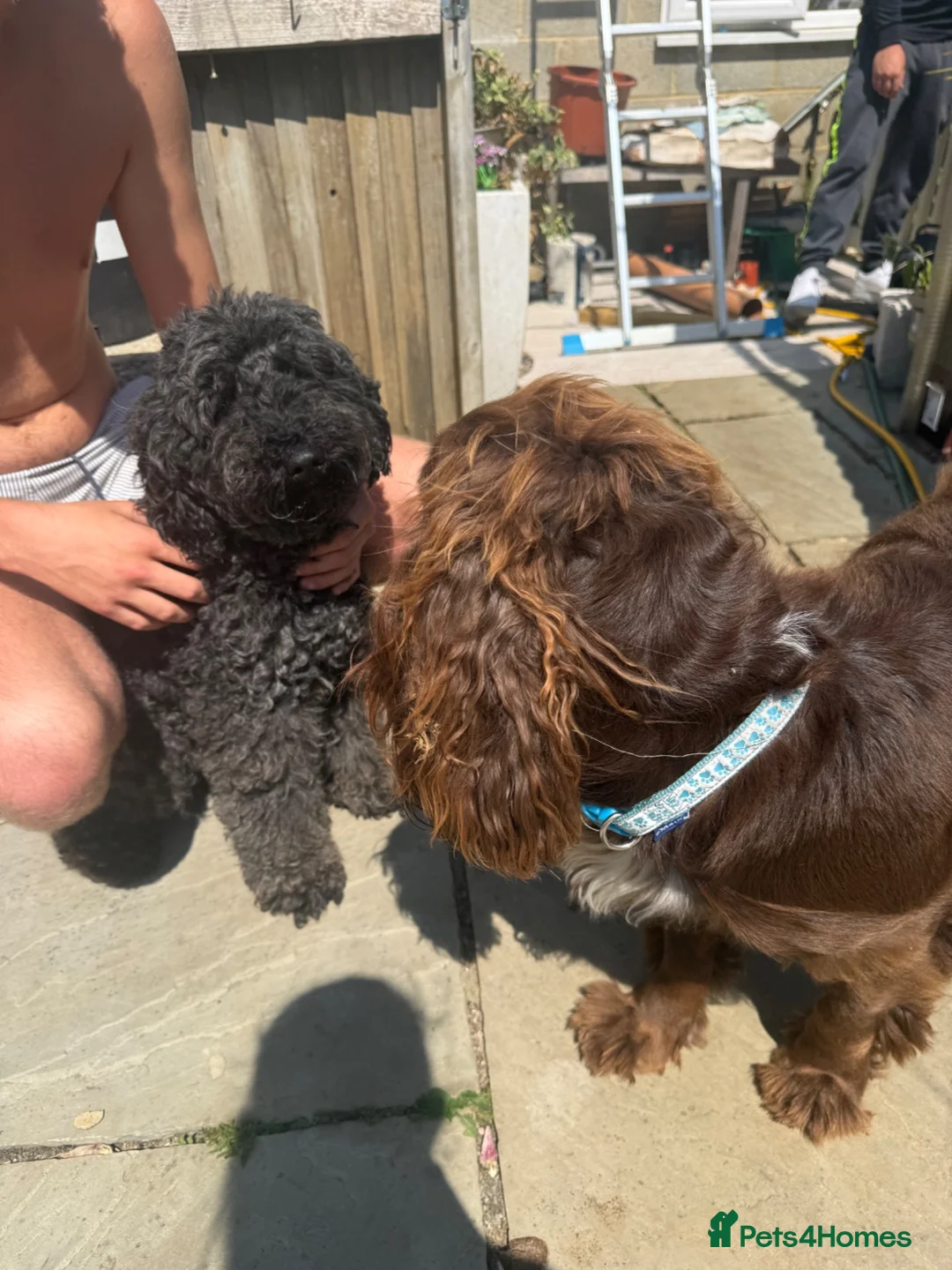 Cockapoo dogs for sale: F1 cockerpoo - Advert 1