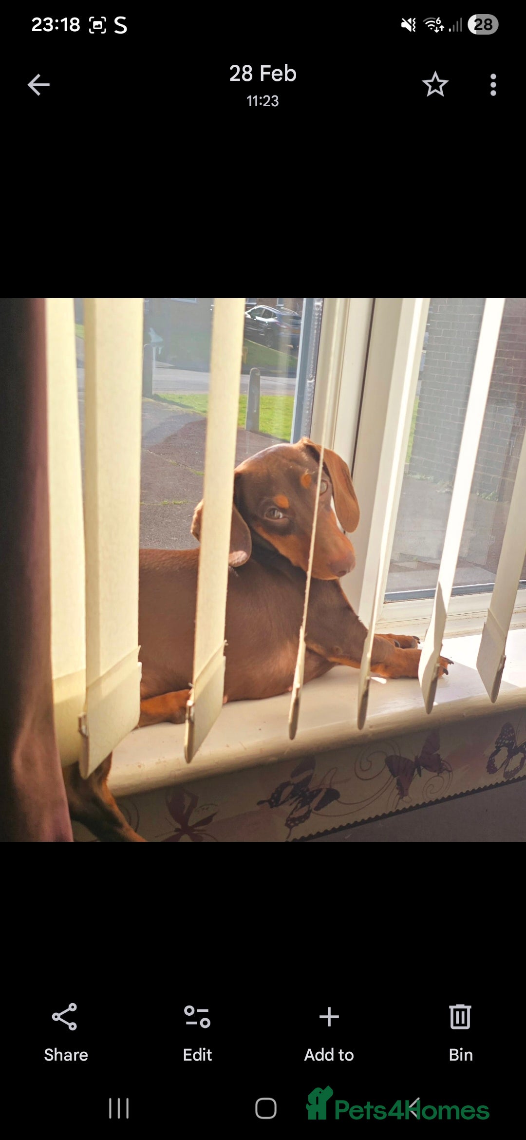 Miniature Dachshund dogs for sale: Chocolate and tan miniature Dachshund  - Advert 3