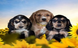 Cocker Spaniel dogs for sale: 3boys only  show type cocker spaniel puppies in Market Drayton - Image 6