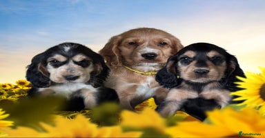 Cocker Spaniel dogs in Market Drayton - Advert 10