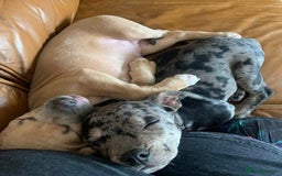 Mixed Breed dogs for sale: Joanne White - Image 2