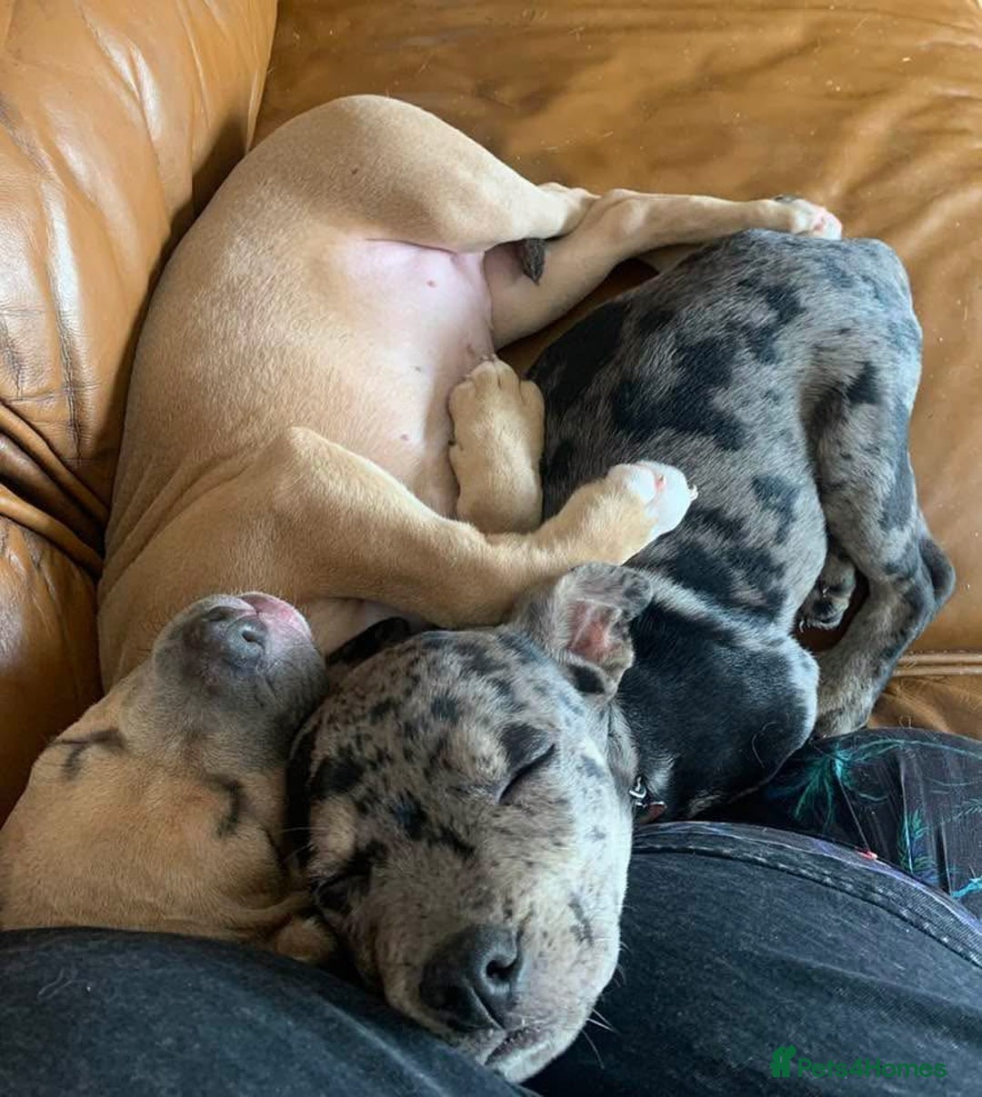 Mixed Breed dogs for sale: Joanne White - Image 2