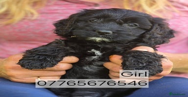 Cockapoo dogs - Advert 3