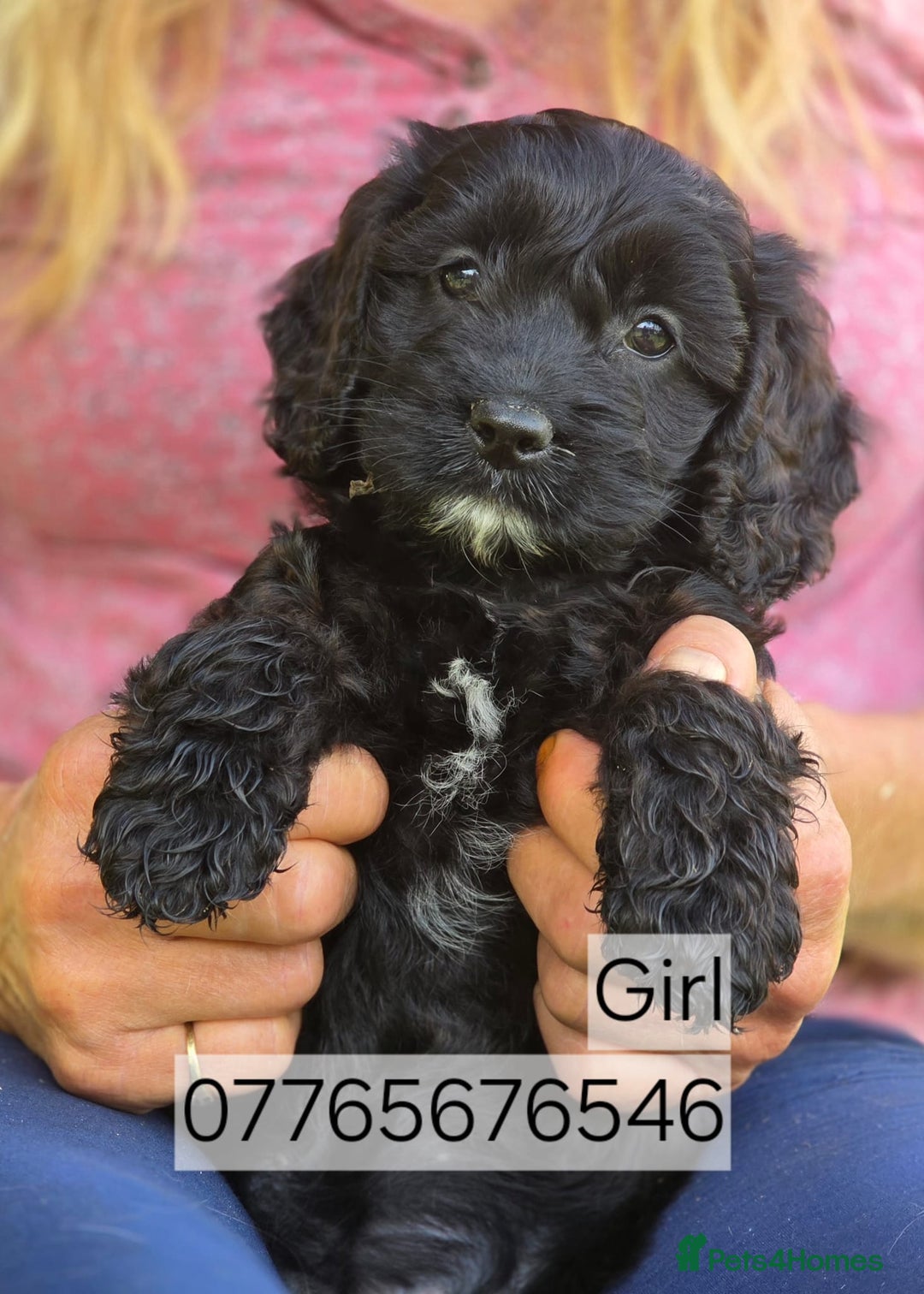 Cockapoo dogs for sale: Cockapoo Puppies F1 Homebred Licenced Ready Now  - Image 1