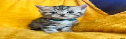 British Shorthair cats for sale: Stunning British Shorthair Kittens  - Advert 7