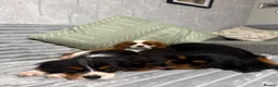 Cavalier King Charles Spaniel dogs for sale: KC Registered Health Tested CKCS Puppies - Advert 4