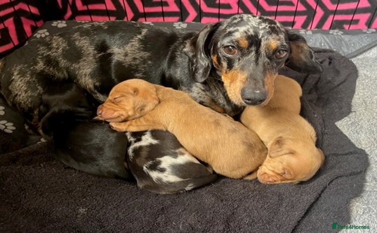 Miniature Dachshund dogs - Advert 1