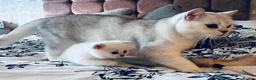 British Shorthair cats for sale: GCCF British Shorthair Silver/Black Tipped Kitten - Advert 7