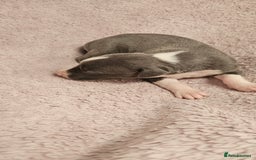 Whippet dogs for sale: KC HEART AND HEALTH TESTED WHIPPETS - Image 2
