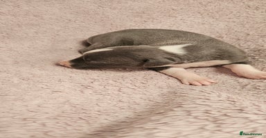 Whippet dogs - Advert 4