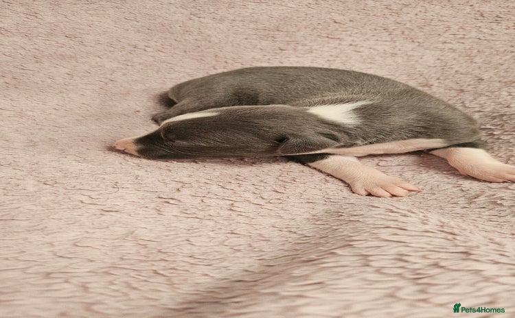 Whippet dogs - Advert 4