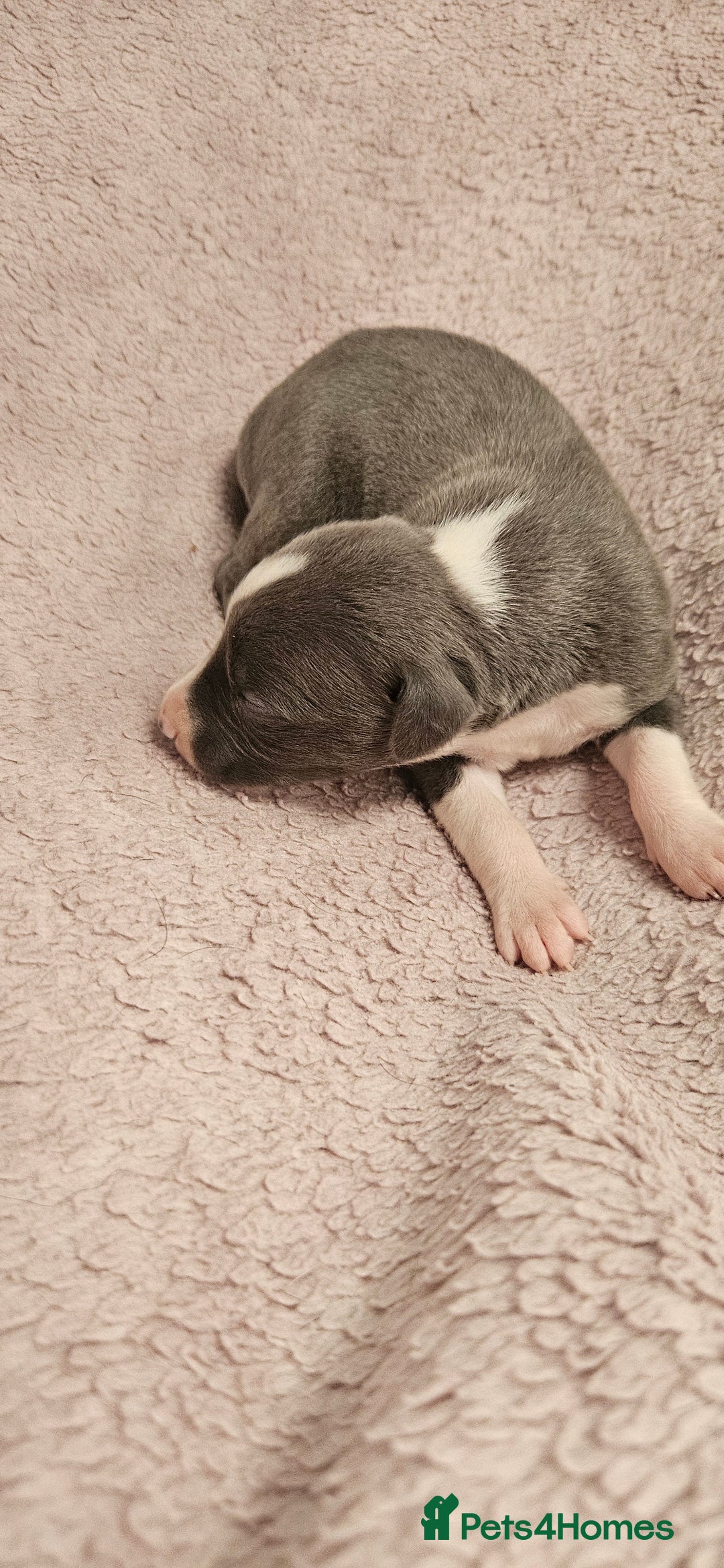 Whippet dogs for sale: KC HEART AND HEALTH TESTED WHIPPETS - Image 2