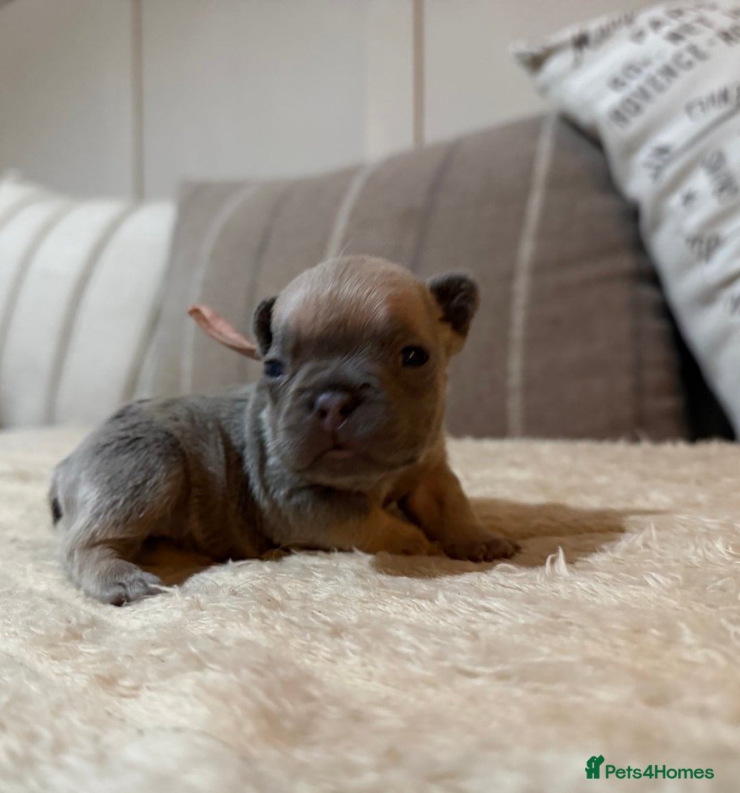 French Bulldog dogs for sale: French bulldog puppies - Advert 36