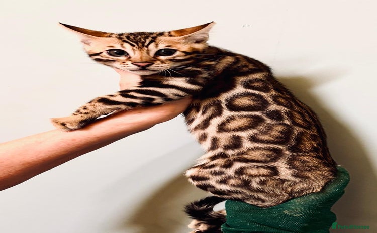Bengal cats - Advert 4