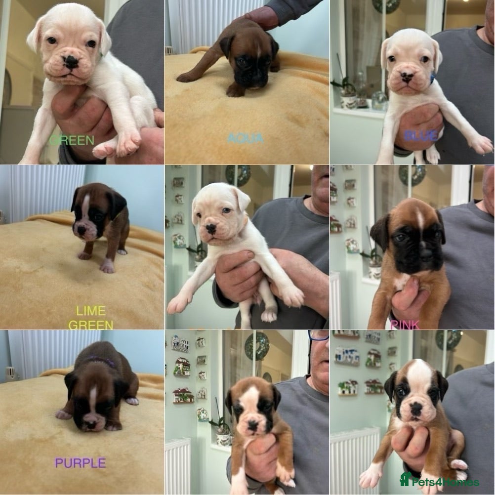 Boxer dogs Adorable BOXER puppies - Advert 3