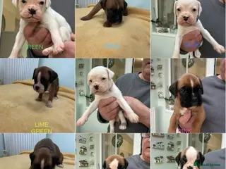 Boxer dogs Adorable BOXER puppies - Advert 3