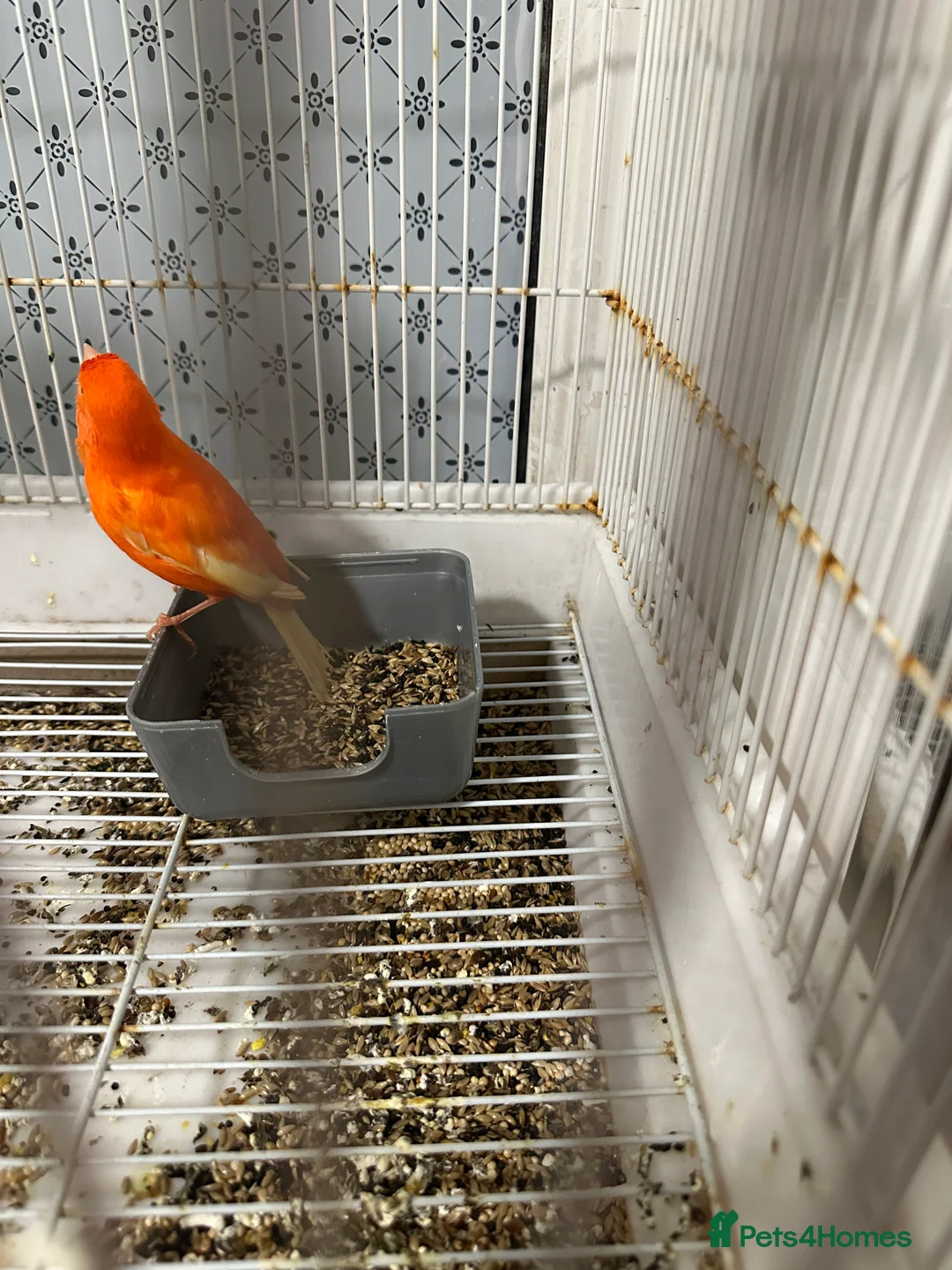 Mixed Breed birds for sale: BirdS - Advert 4