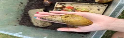 Snails invertebrates for sale: Giant african land snail babies  - Advert 5