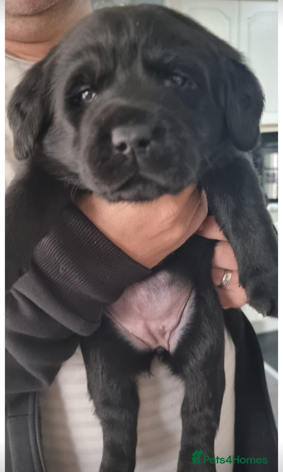 Labrador Retriever dogs for stud: Proven Fully DNA Tested for Stud in Harlow - Advert 27