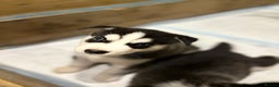 Siberian Husky dogs for sale: Siberian Huskies 2 male 4 female  - Advert 7