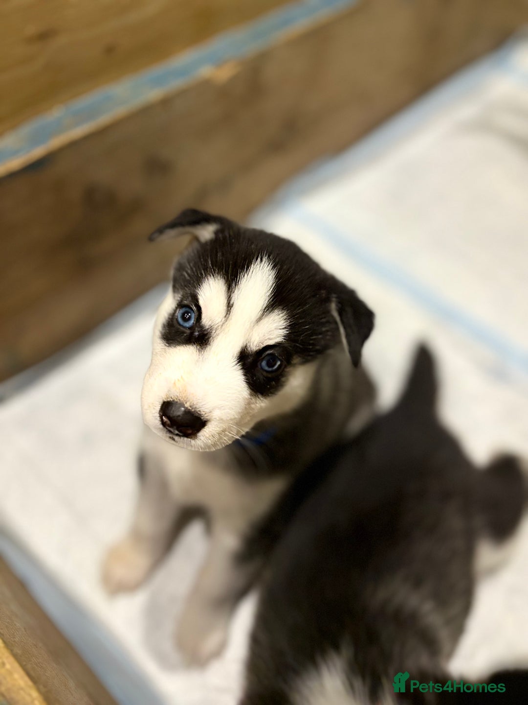 Siberian Husky dogs for sale: Siberian Huskies 2 male 4 female  - Advert 7