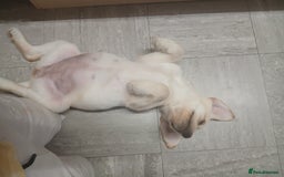 Labrador Retriever dogs for sale: 14 week labador  - Image 3