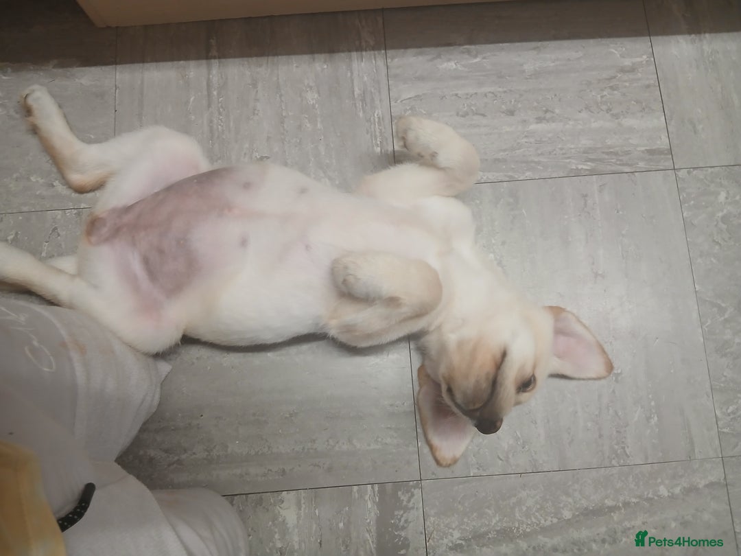 Labrador Retriever dogs for sale: 14 week labador  - Image 3