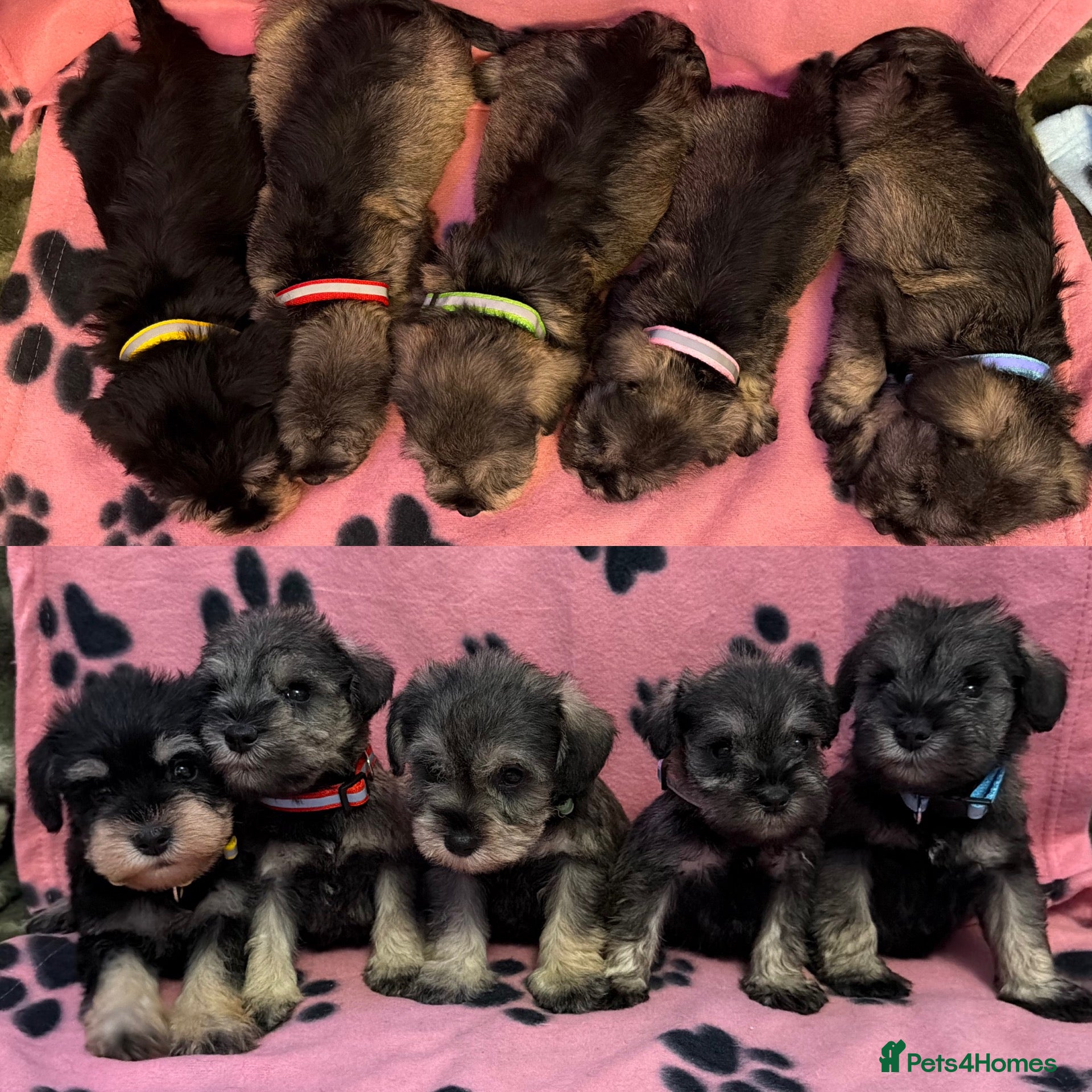 Miniature Schnauzer dogs K.C miniature schnauzer  - Advert 1