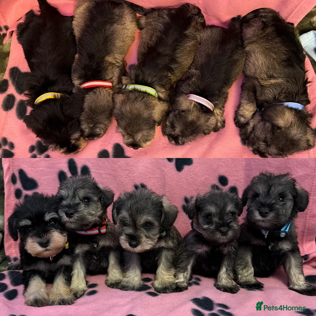 Miniature Schnauzer dogs for sale: K.C miniature schnauzer  - Advert 1
