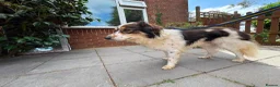 Mixed Breed dogs for adoption: Kori - Badersfield Norfolk  - Advert 8