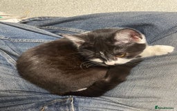 British Shorthair cats for sale: 7 month old British short hair mix kitten  - Image 3