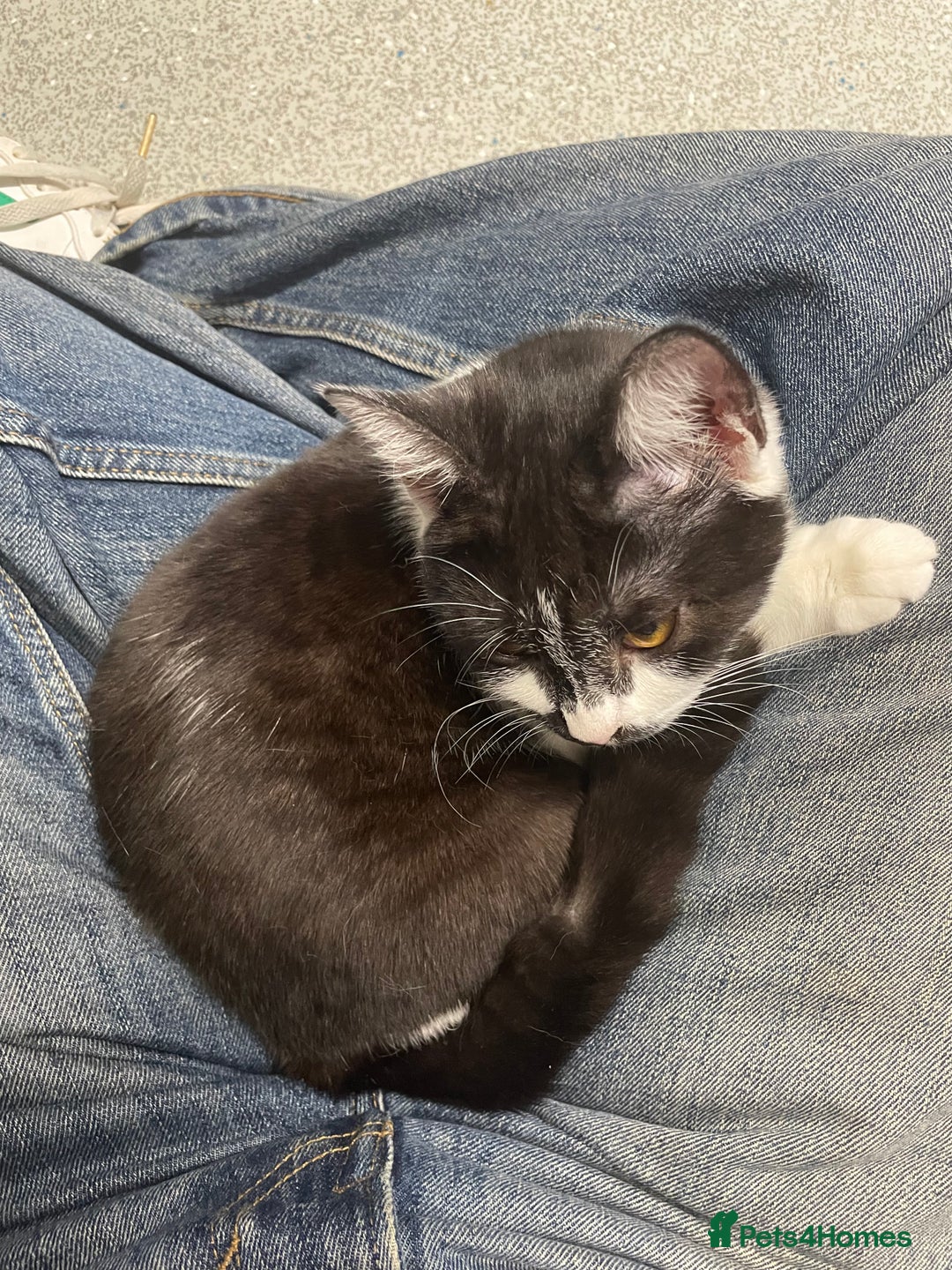 British Shorthair cats for sale: 7 month old British short hair mix kitten  - Image 3