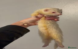 Ferret rodents for sale: Micro albino hob  - Image 2