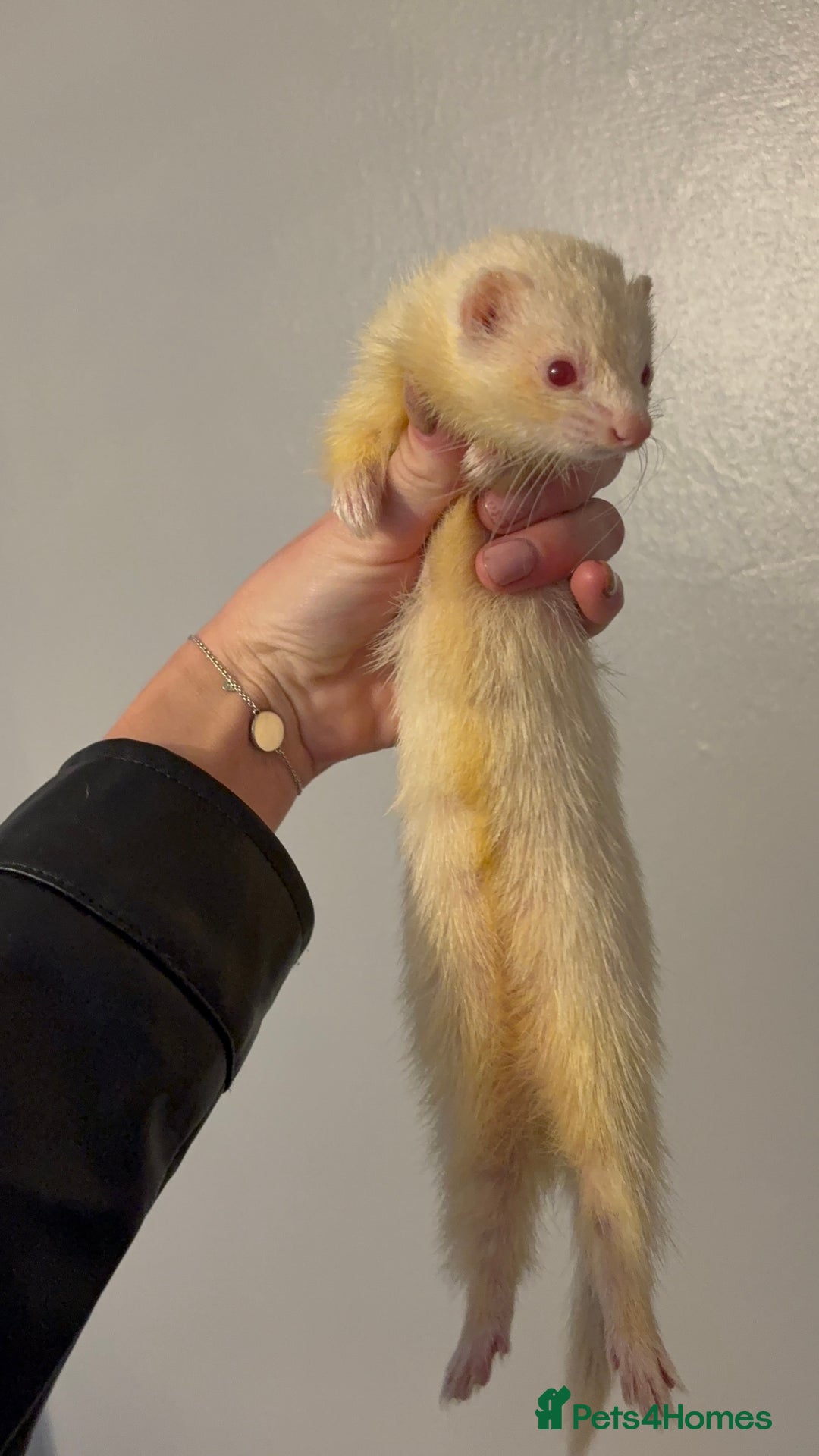 Ferret rodents for sale: Micro albino hob  - Image 2