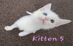 Mixed Breed cats for sale: 4 cute kittens up for sale - Image 9