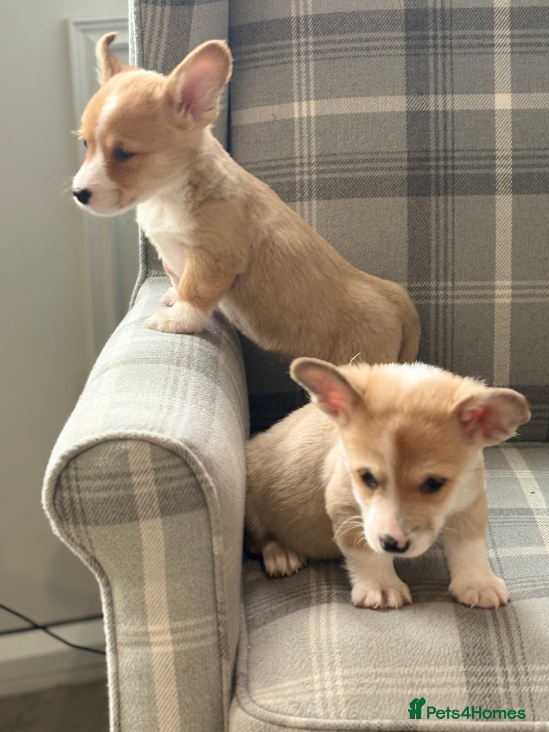 Welsh Corgi Pembroke dogs for sale: Top quality corgi puppies  - Advert 17