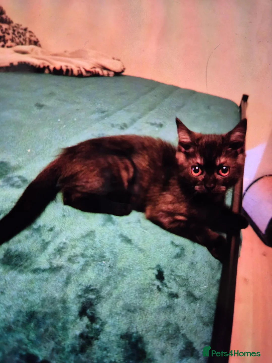 British Shorthair cats for sale: British shorthhair kittens  - Advert 8