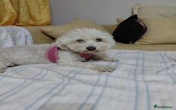 Bichon Frise dogs for adoption: ROMINA - a Beautiful Bichon Girl for a Loving Home - Image 13