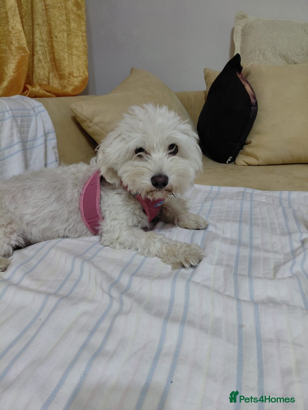 Bichon Frise dogs for adoption: ROMINA - a Beautiful Bichon Girl for a Loving Home - Image 13
