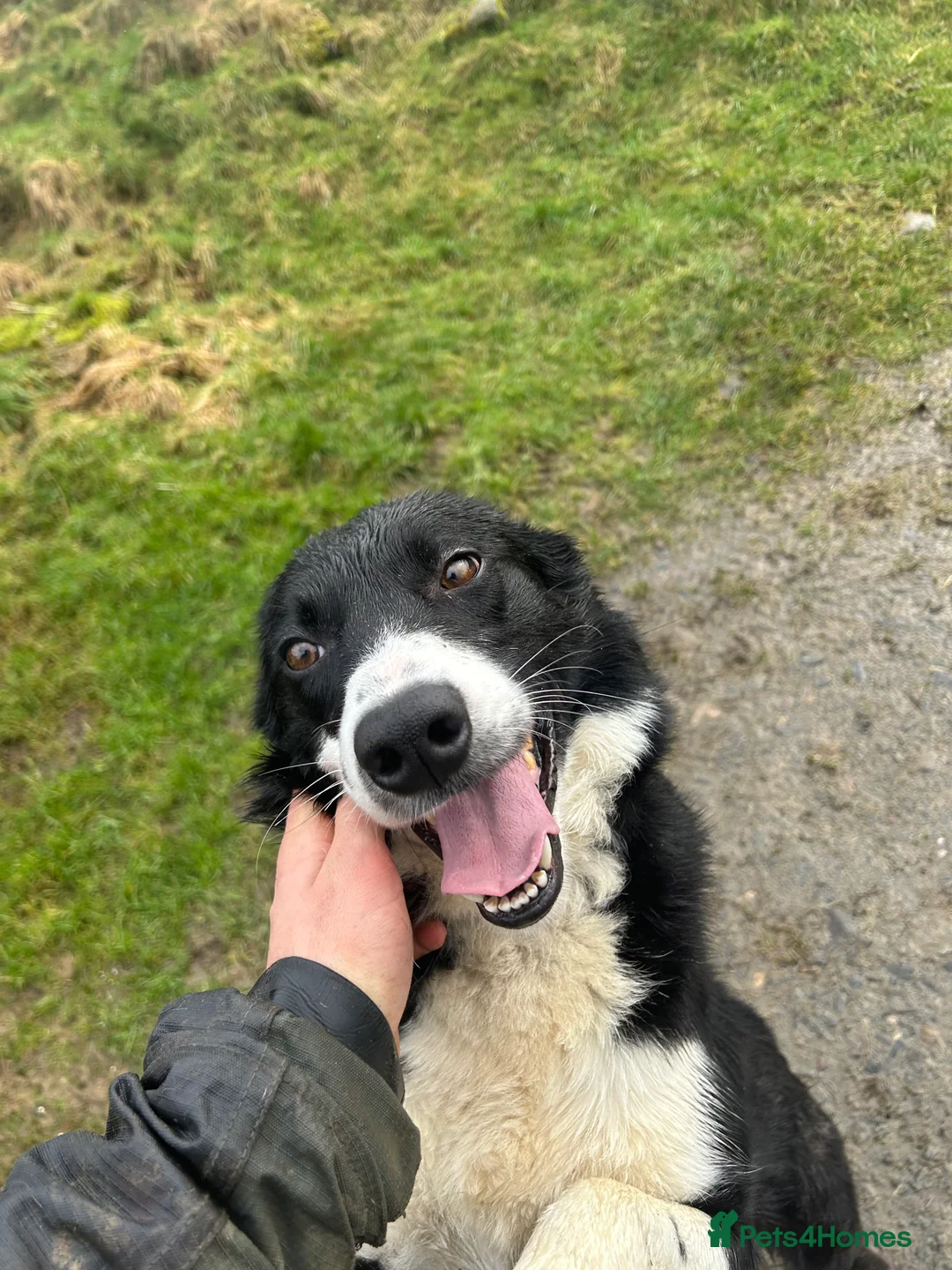 Border Collie dogs for sale: Celt  in Bala - Advert 2