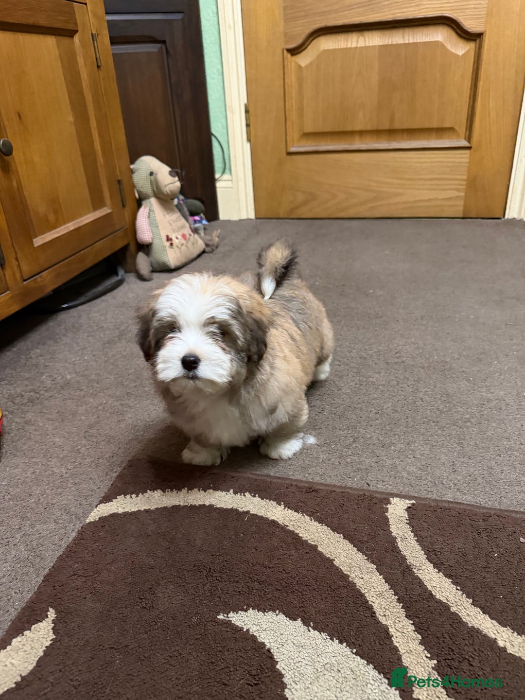 Havanese dogs for sale: ***Amazing Havanese Puppies *** - Advert 24