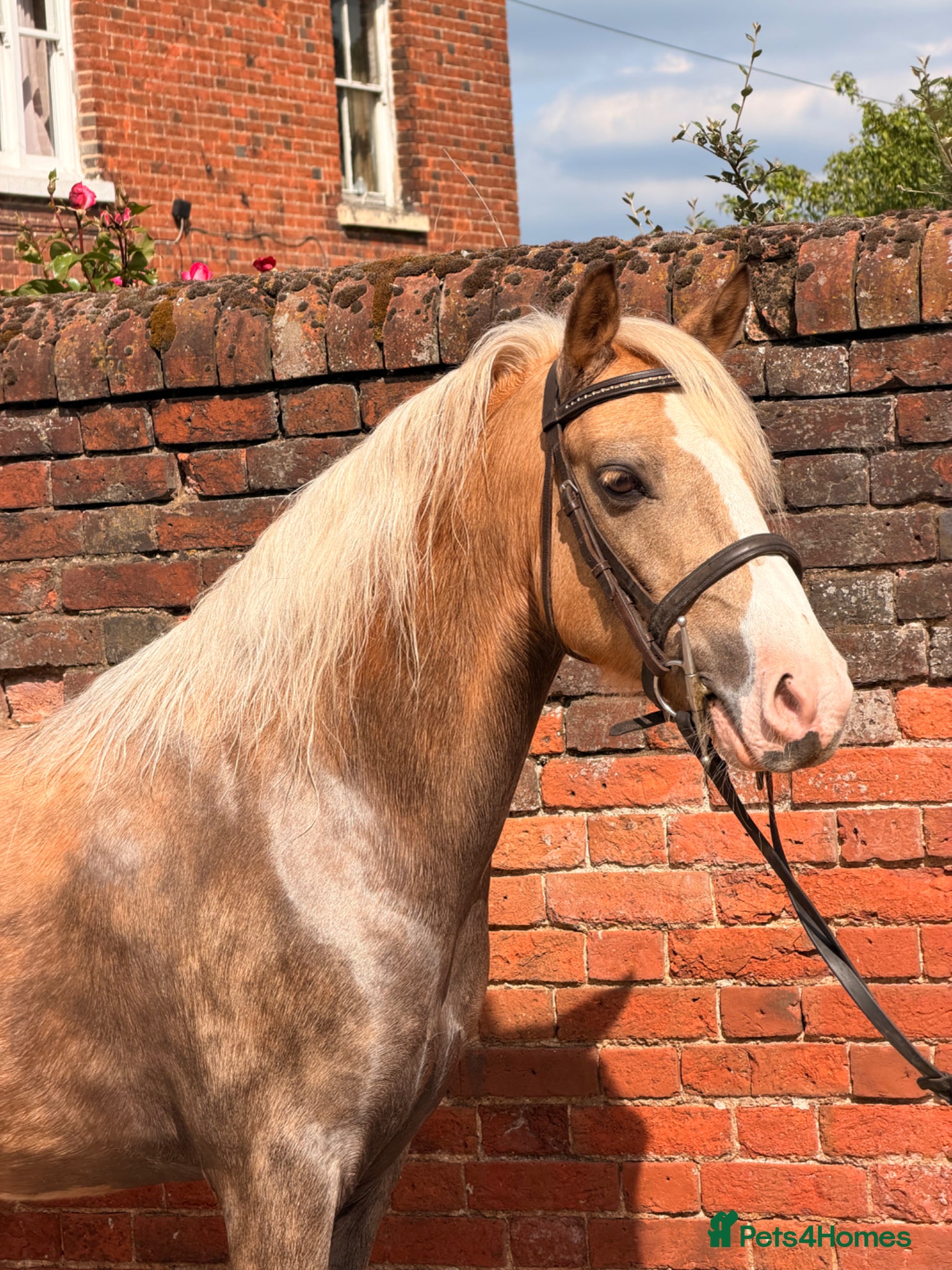 Welsh Section C horses Beautiful Palamino Gelding - Advert 1